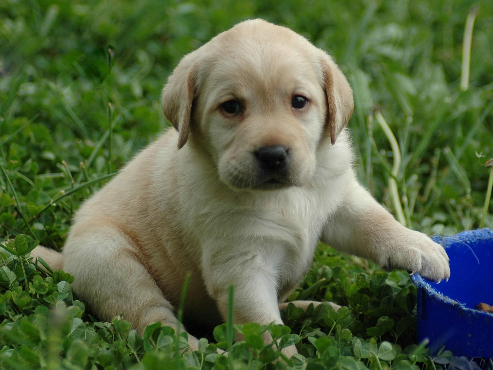 拉布拉多怎么挑选品相好看的,纯种拉布拉多犬怎么看品相