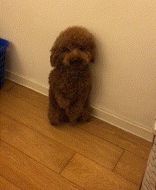 新手养灰泰迪的十大禁忌,泰迪适合新手养吗