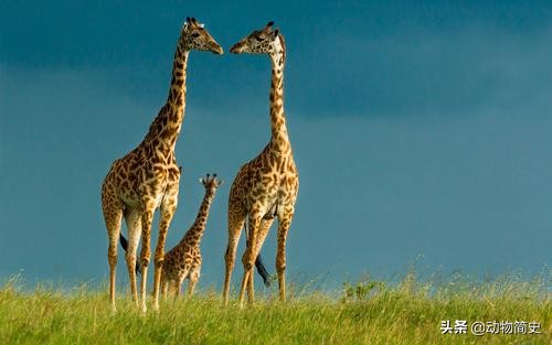 长颈鹿是世界上最高的动物的英文,长颈鹿是世界上最高的动物说说