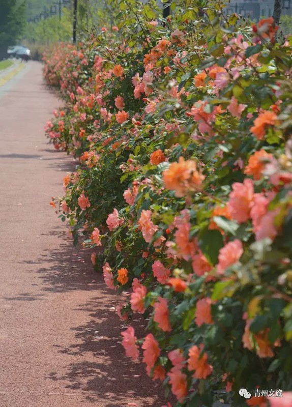 花满青州——初夏清浅微风起，蔷薇月季满城香