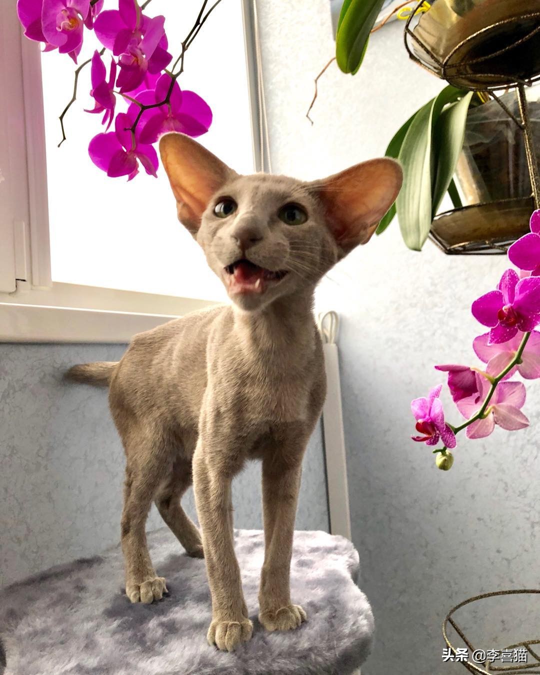 猫咪的饮食禁忌是什么,猫咪喂养的方法和注意事项