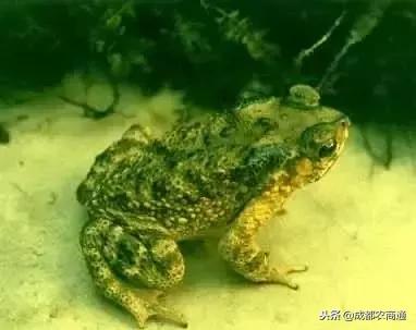 癞蛤蟆身上的白浆和皮是珍贵的中药材！一斤能卖上万元
