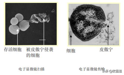 青春妆大蒜祛痘,青春妆园蒜肽净痘修复精华怎么样
