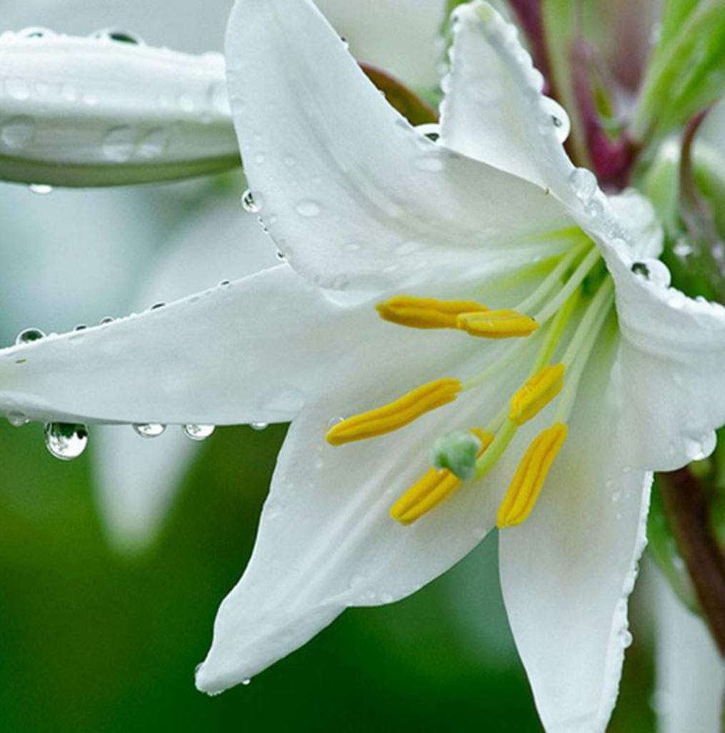 百合花怎么种植才开花多,百合花种球养多久才会开花
