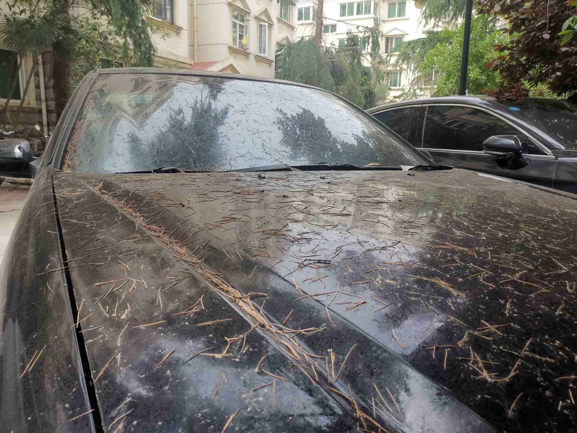 小区树滴油到车上,小区里的风景树滴油是怎么回事