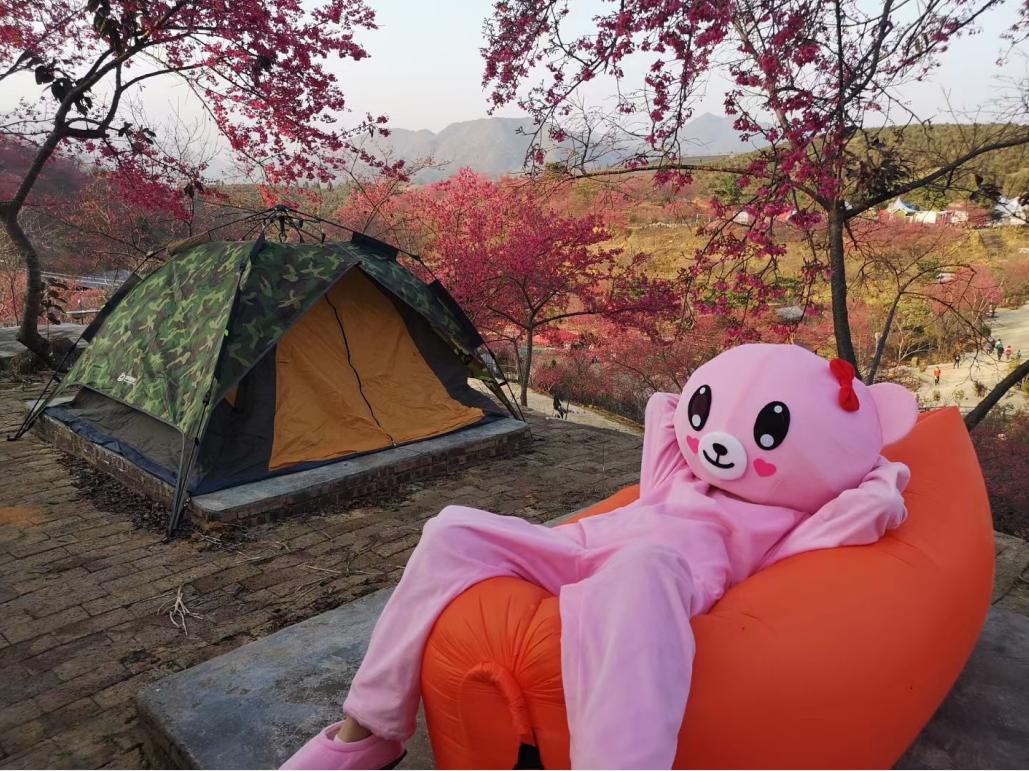 广东看樱花旅游景点推荐,广东樱花打卡景点