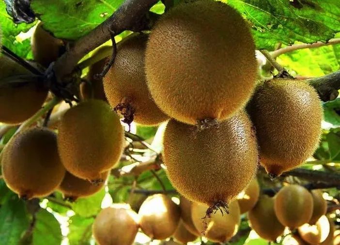 水果之王猕猴桃如何挑选,描写猕猴桃的美文