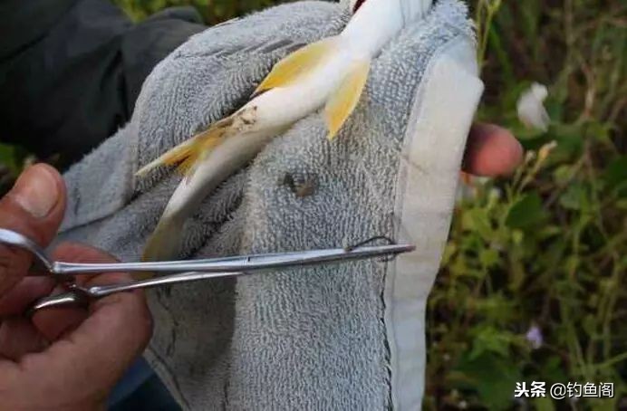 野钓老是脱钩用什么类型的鱼钩,野钓时常有鱼脱钩的原因是什么