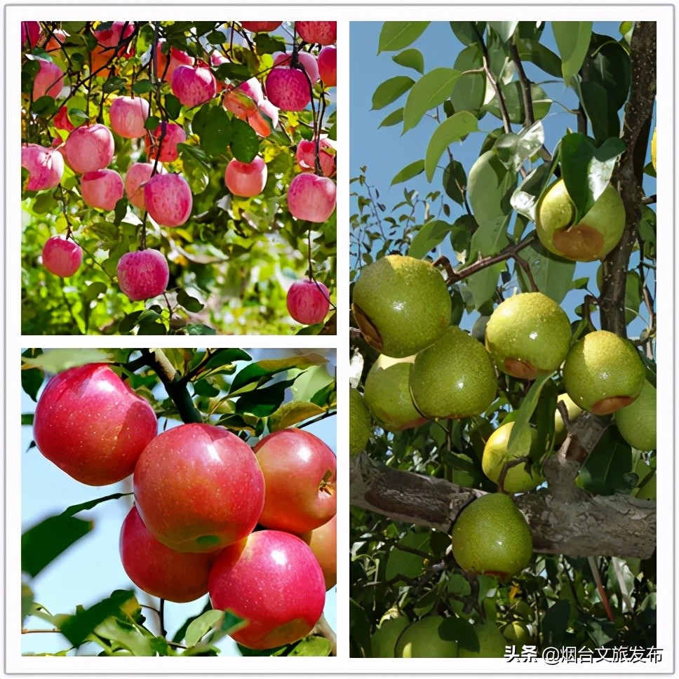 烟台文化名片,烟台苹果莱阳梨特色