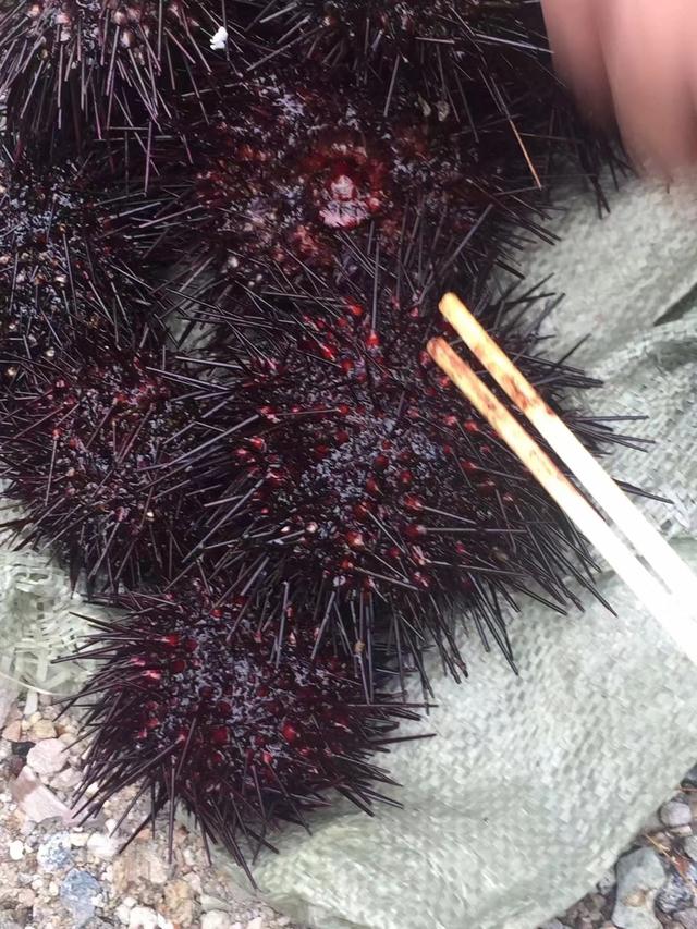 奇妙假期全集视频,奇妙假期意想不到的旅行