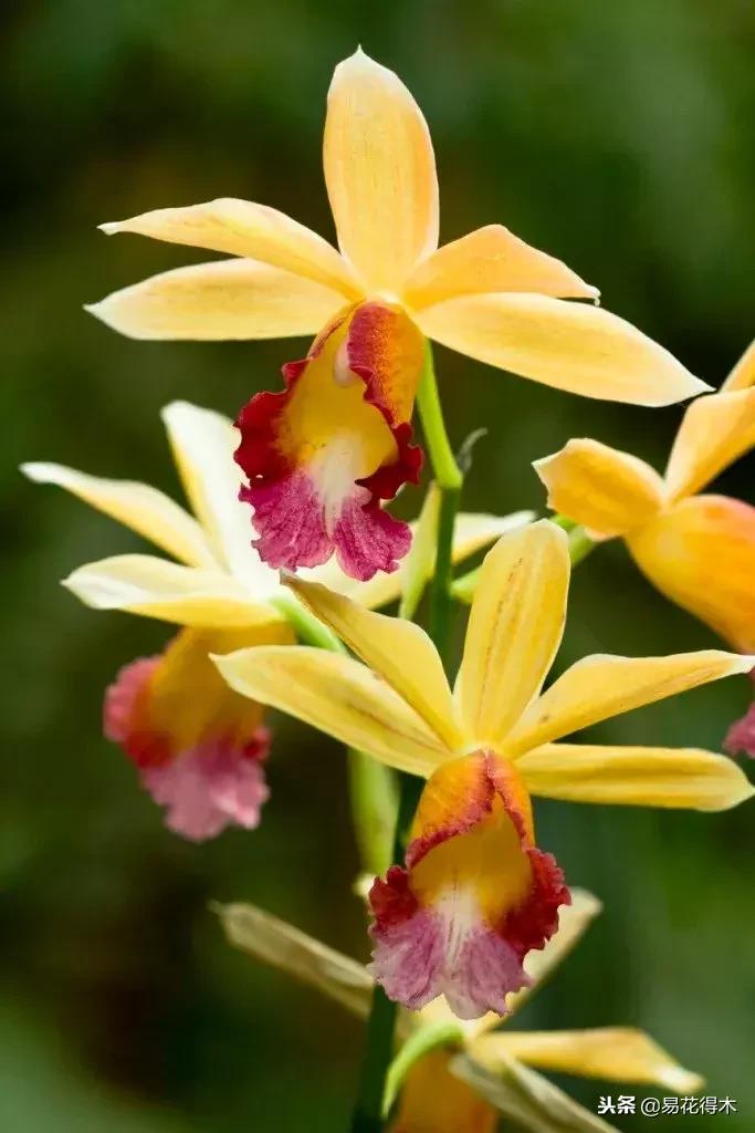 鹤顶兰讲解,鹤顶兰用什么土栽培最好