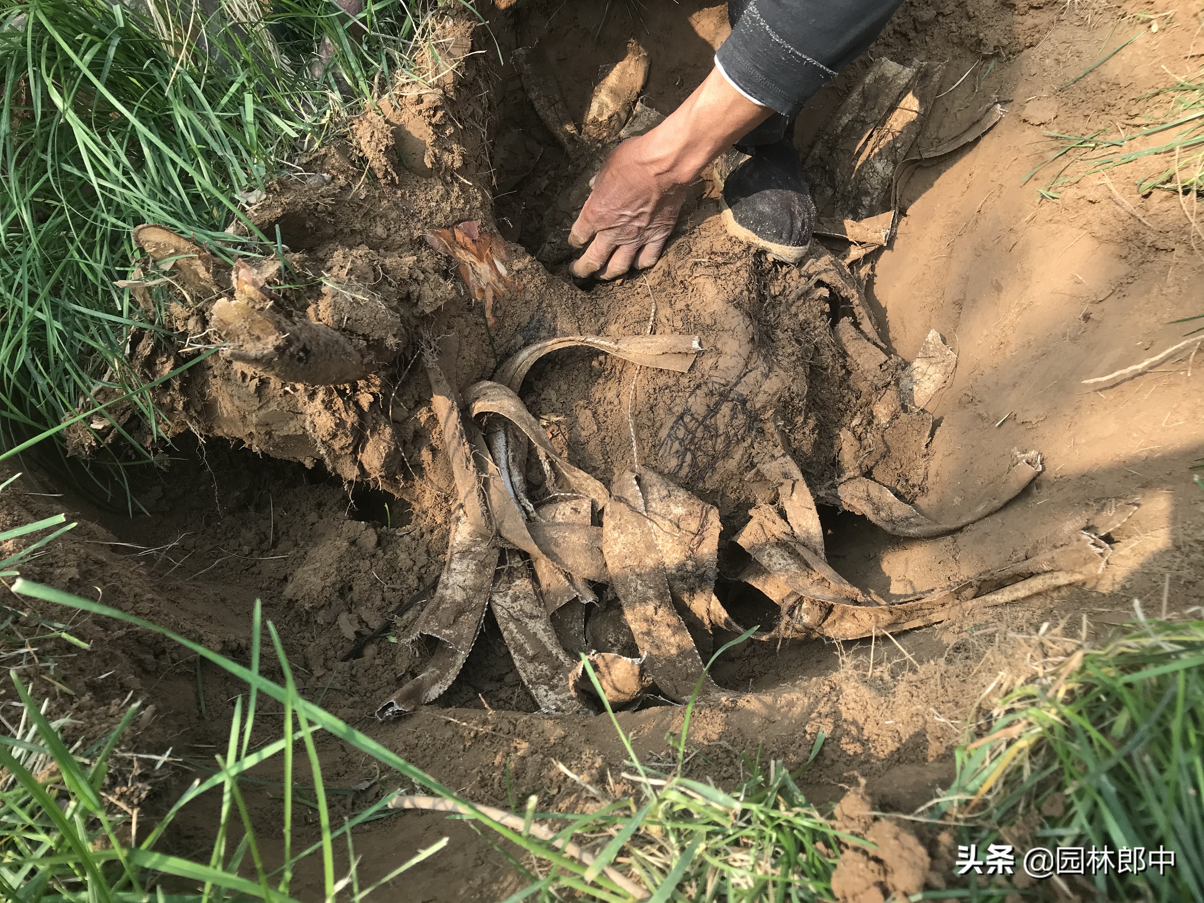 松树叶子干枯是怎么回事,松树的松针发黄是什么原因