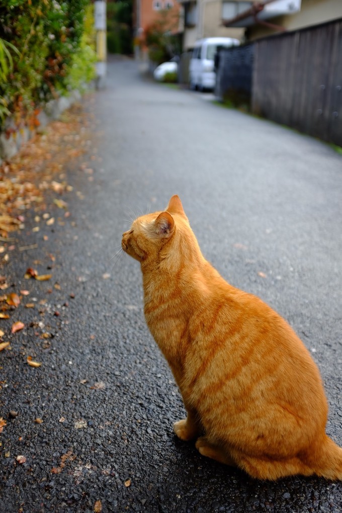 京都赏枫2022,京都赏枫必去景点有哪些好玩的