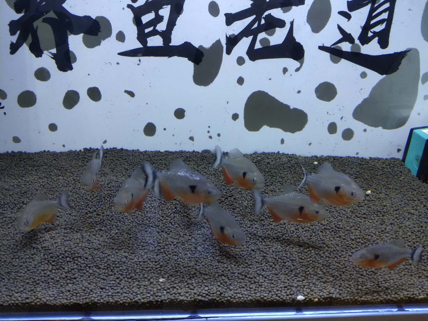 鱼缸换水后为什么还是很臭,鱼缸换水后鱼老是死