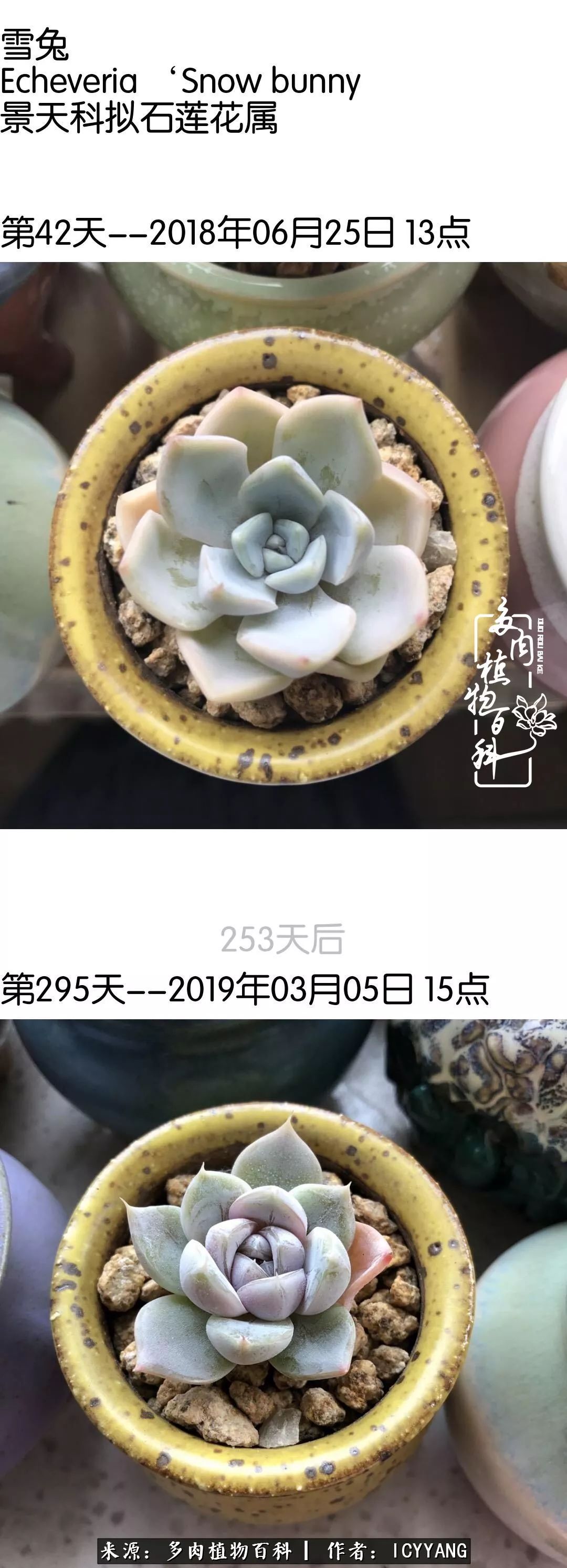 室内阳台多肉的养护方法,景天多肉养护