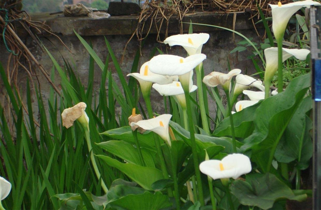 马蹄莲冬天最低温度几度,彩色马蹄莲冬季怎么养护