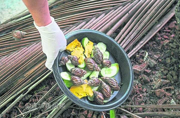 泰国饲养的蜗牛粘液含有丰富胶原蛋白，一斤价值20万元