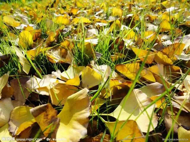 秋天记忆中的落叶,落叶的记忆