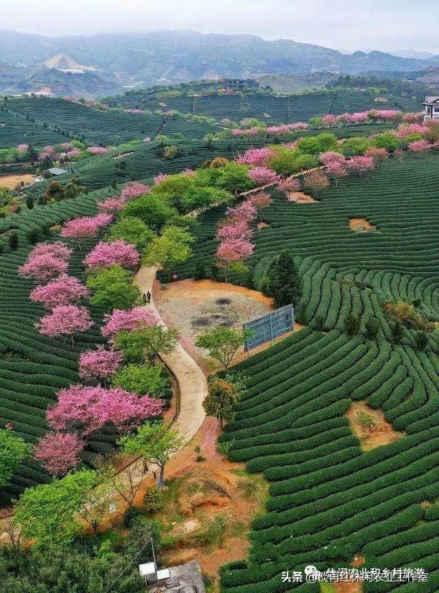 疫情过后，乡村这4个新产业赚钱肯定不比外去打工差