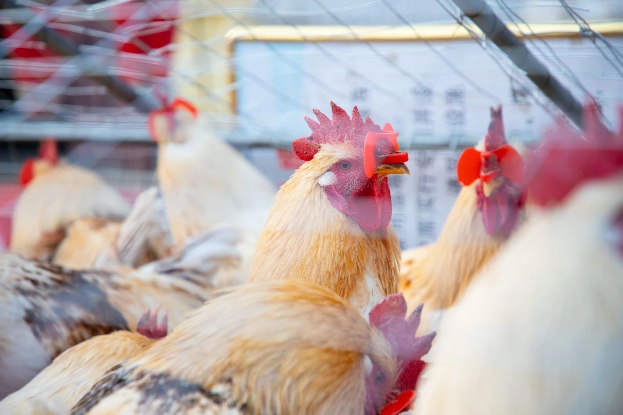 米脂二道街美食攻略,腊月初十辰时