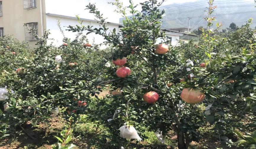 西昌黄联关镇：小石榴做出大文章软籽石榴映“红”乡村致富路