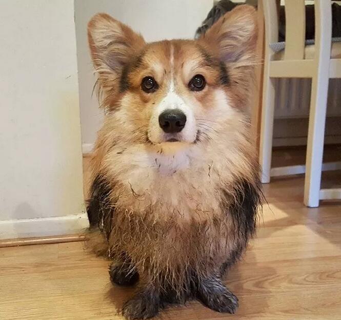 第一次养柯基犬注意什么,养柯基犬需要注意些什么