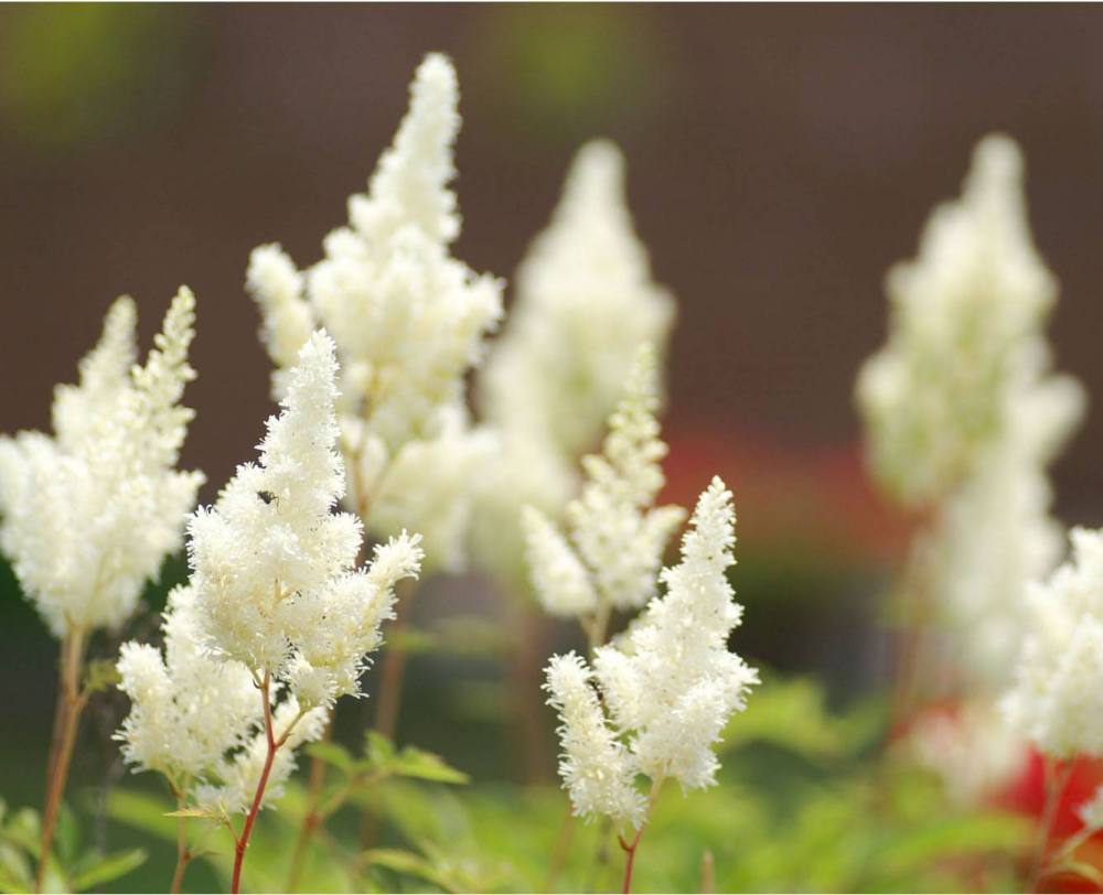 落新妇的养殖方法和注意事项