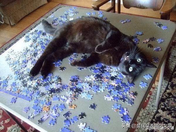 猫咪VS拼图,嫉妒心也太强了,猫:这些小方块真的比我好玩?