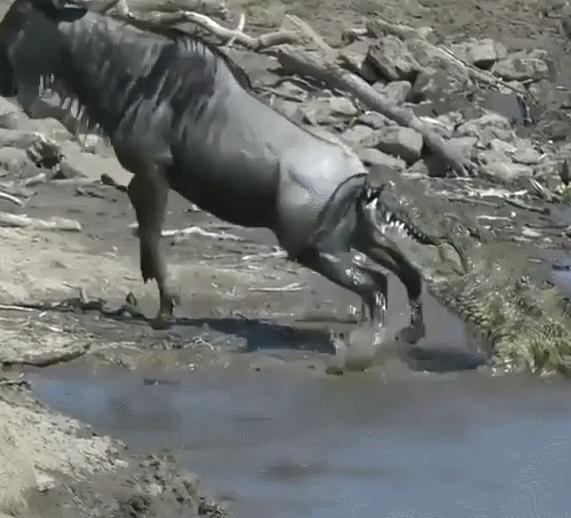 31张活久见的有趣图片,鳄鱼电鳗同归于尽渔翁得利