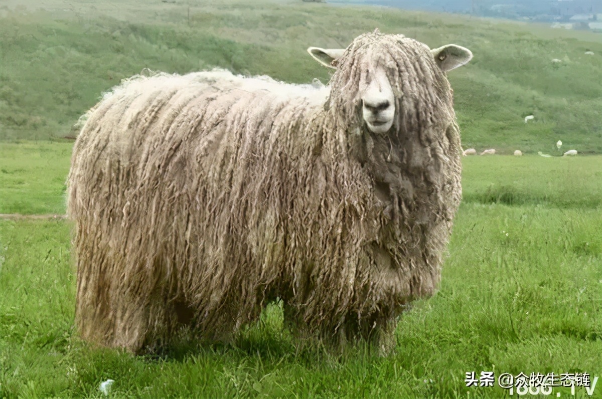 世界上最好的羊是哪个羊,世界最好的羊排名前十