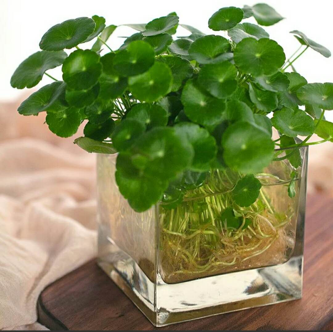 用什么水养绿植好看又漂亮,对空气好的绿植水养