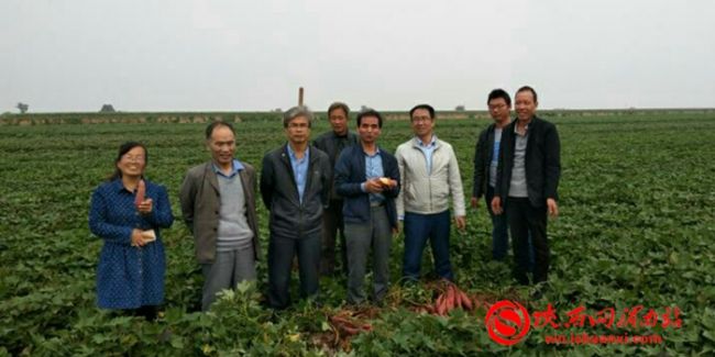 玉田红薯新品种,新品种红薯图片大全