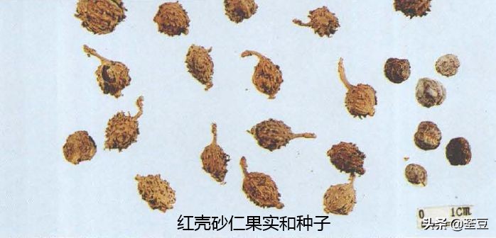 砂仁的好与坏的识别,如何辨别砂仁的真假