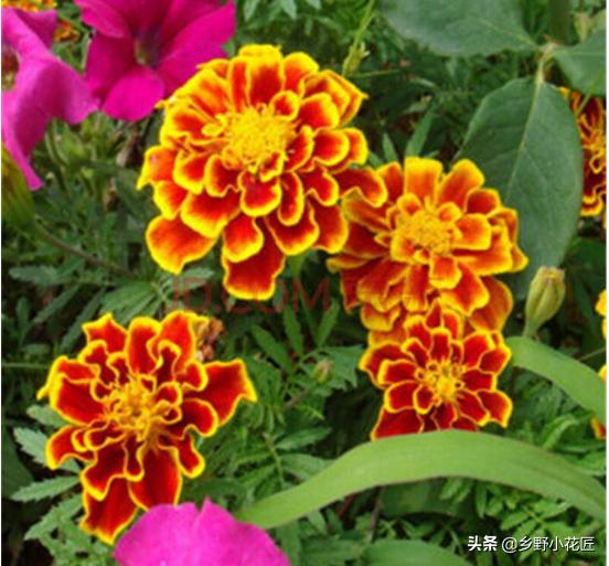 孔雀草和波斯菊的区别,孔雀草和万寿菊区别