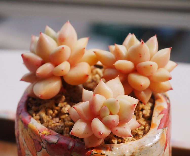 养多肉注意事项,养多肉的感悟熬过冬季