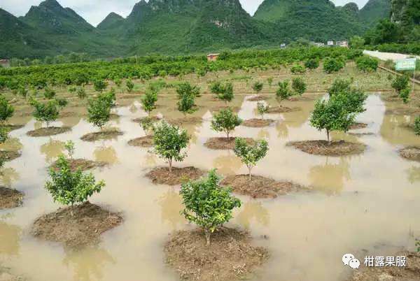 柑橘涝后管理,柑橘大量干旱怎么补救