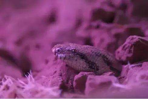 如何让观赏蛇类在人工环境下住得幸福