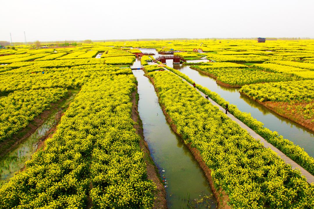 世界四大名花海,世界四大花海排名