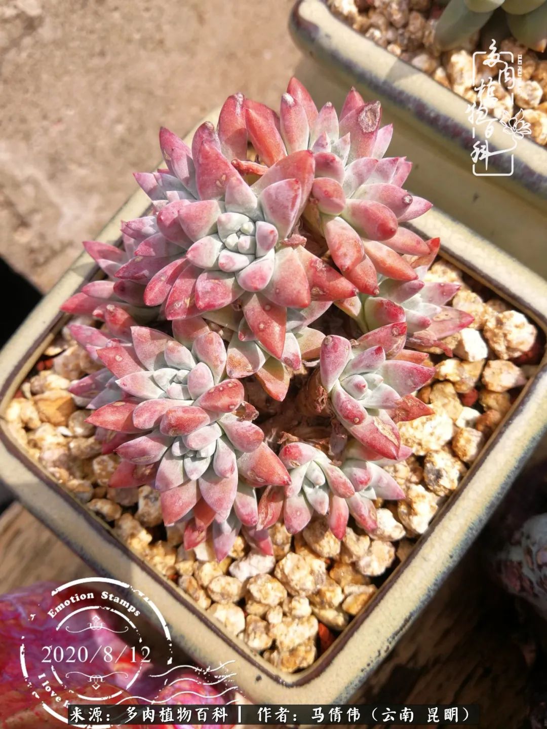 熬过了夏天的多肉,多肉熬过夏天惊艳整个秋天