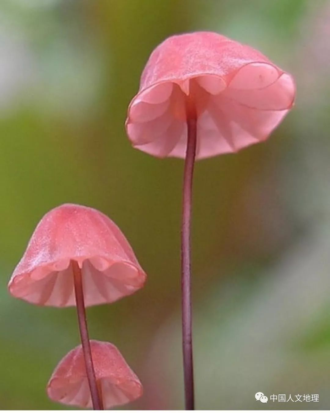摄影彩色蘑菇,摄影师拍摄迷你蘑菇
