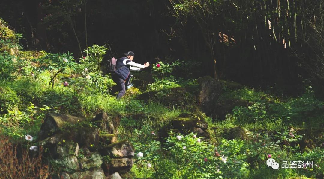 牡丹花开惹人醉鸟语花香,牡丹花开国色天香惹人醉
