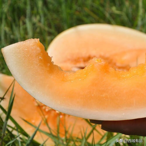 民勤蜜瓜和金红宝蜜瓜区别,民勤蜜瓜金红宝多少钱一斤