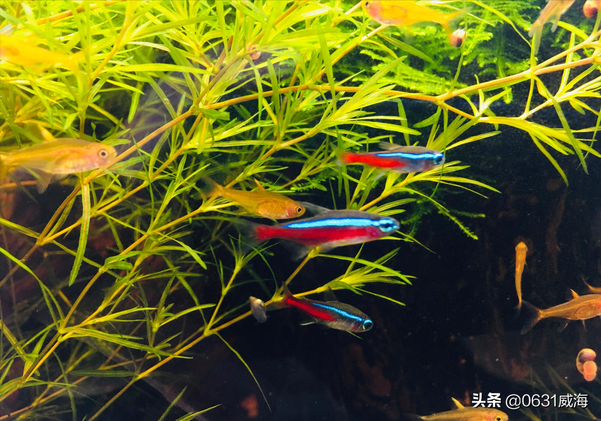 天使鱼鱼鳍变白是什么疾病,灯科鱼常见疾病和表现