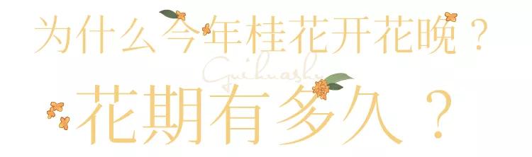 武汉的桂花，香了「美文|科普|导游」