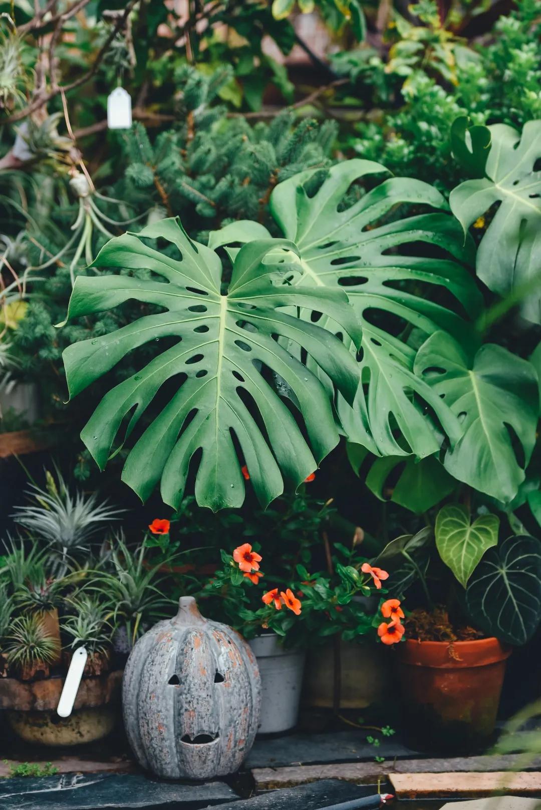 没花园怎么种花？从东北到广东，4位大神在室内种出植物园，绝美