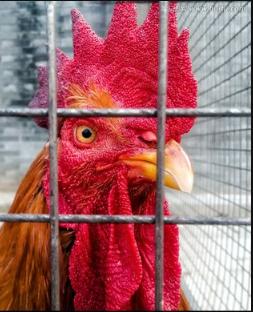 鸡嗉囊积食不消化怎么办,鸽子嗉囊胀气及积水积食