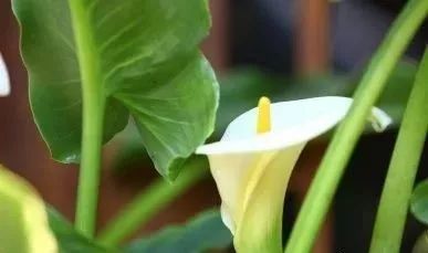 毒芋头吃了会怎么样,哪种芋头有毒吃了会怎样