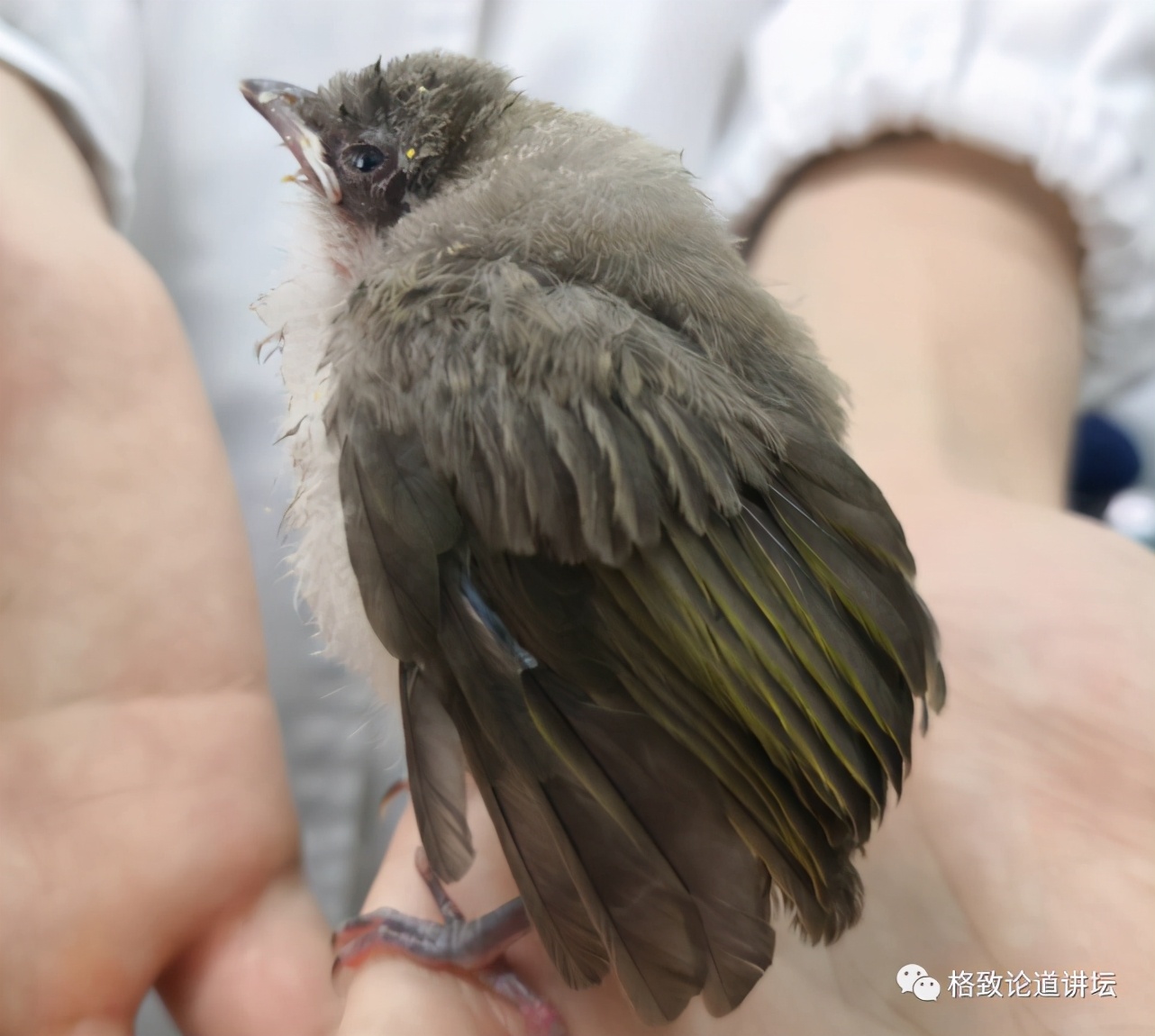捡到只受伤的鸟怎么办,野外捡到受伤的小鸟