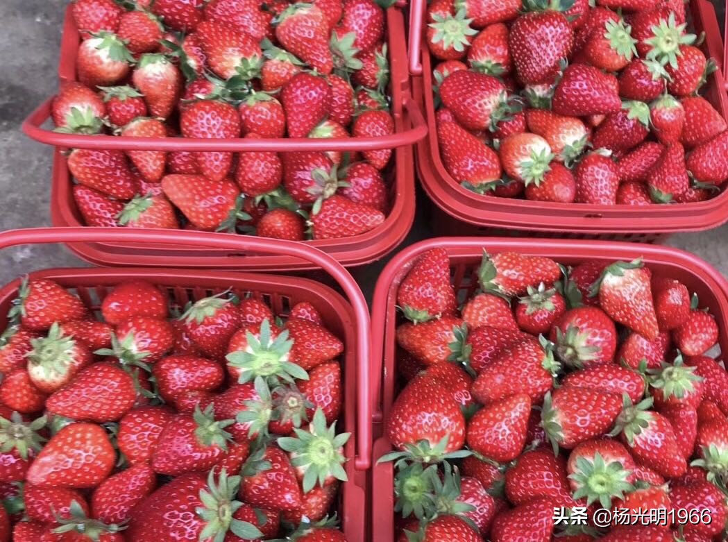 榛斾笢鍗楄嫍鏃忎緱鏃忚嚜娌诲窞鍑噷鑽夎帗 (鍑噷涓嬪徃鑽夎帗澶栭攢鎯呭喌)