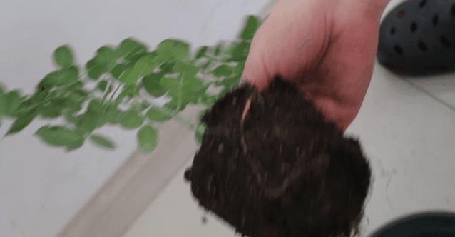 四季开花的月季又香又好养有几种,最漂亮10种盆栽月季